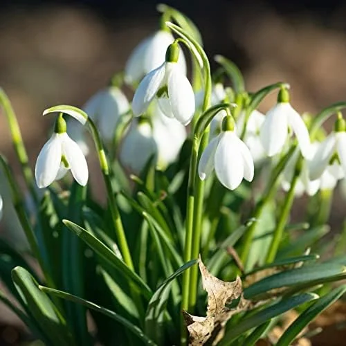 Snowdrop Seeds Galanthus Hardy Deer Rabbit Resistant Flower Seeds - 400 Pcs White GMO Free for Outdoor Beds & Borders - Image 4