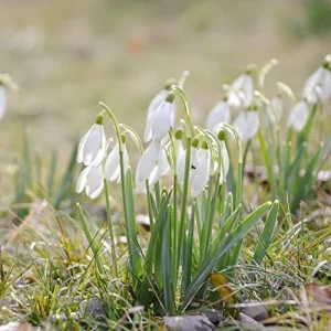 Snowdrop Seeds Galanthus Hardy Deer Rabbit Resistant Flower Seeds - 400 Pcs White GMO Free for Outdoor Beds & Borders - Image 5