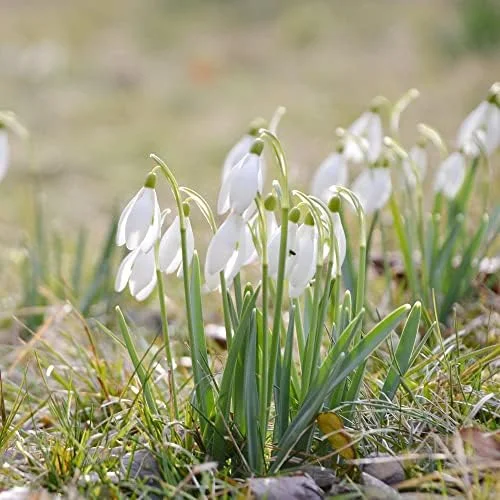 Snowdrop Seeds Galanthus Hardy Deer Rabbit Resistant Flower Seeds - 400 Pcs White GMO Free for Outdoor Beds & Borders - Image 5