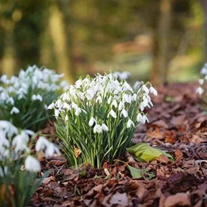 Snowdrop Seeds Galanthus Hardy Deer Rabbit Resistant Flower Seeds - 400 Pcs White GMO Free for Outdoor Beds & Borders - Image 6