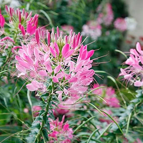 Spider Flower Seeds Cleome Hassleriana Perennial Violet 30Pcs Outdoor Fragrant Heat Tolerant