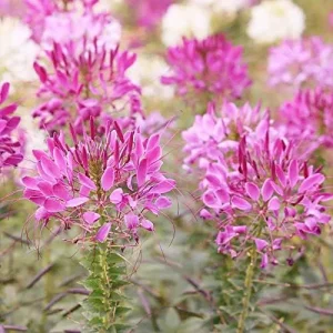 Alternative view of Spider Flower Seeds Cleome Hassleriana Perennial Violet 30Pcs Outdoor Fragrant Heat Tolerant