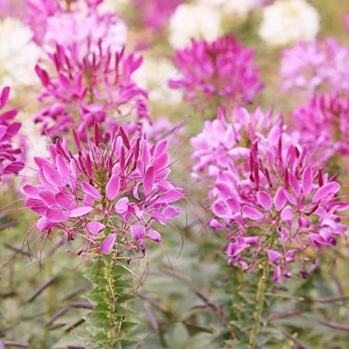 Spider Flower Seeds Cleome Hassleriana Perennial Violet 30Pcs Outdoor Fragrant Heat Tolerant - Image 2