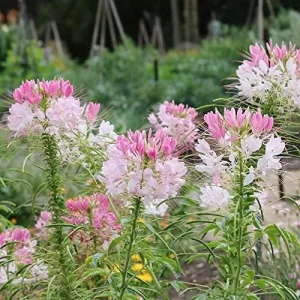 Spider Flower Seeds Cleome Hassleriana Perennial Violet 30Pcs Outdoor Fragrant Heat Tolerant - Image 3