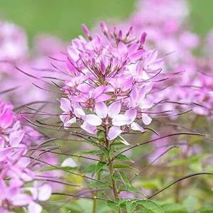 Spider Flower Seeds Cleome Hassleriana Perennial Violet 30Pcs Outdoor Fragrant Heat Tolerant - Image 4