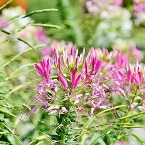 Spider Flower Seeds Cleome Hassleriana Perennial Violet 30Pcs Outdoor Fragrant Heat Tolerant - Image 5