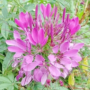 Spider Flower Seeds Cleome Hassleriana Perennial Violet 30Pcs Outdoor Fragrant Heat Tolerant - Image 6