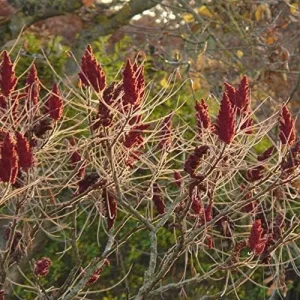 Alternative view of Staghorn Sumac Seeds Rhus Typhina Deciduous Tree Seeds 500Pcs Red Attracts Bees & Butterflies for Outdoor Planting