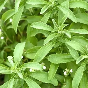 Stevia Seeds 200 Pcs Herb Seeds Non-GMO Sweetener Plant for Indoor Outdoor Gardens Green