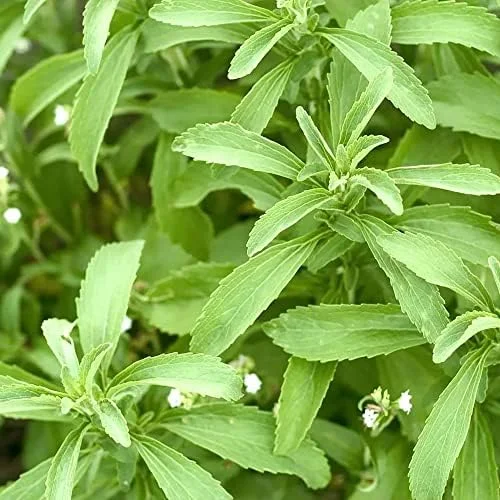 Stevia Seeds 200 Pcs Herb Seeds Non-GMO Sweetener Plant for Indoor Outdoor Gardens Green