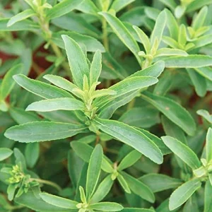 Alternative view of Stevia Seeds 200 Pcs Herb Seeds Non-GMO Sweetener Plant for Indoor Outdoor Gardens Green