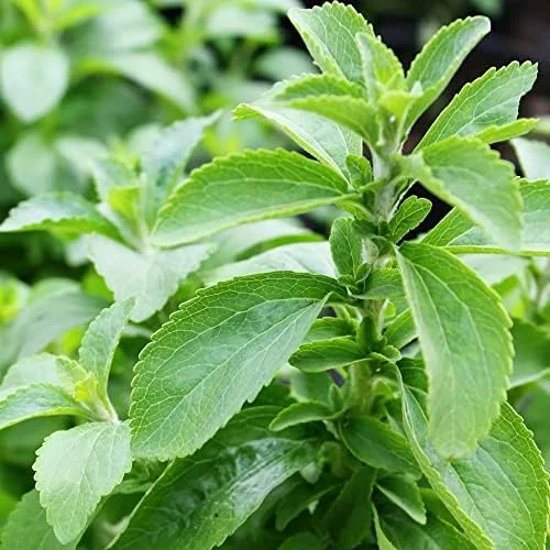 Stevia Seeds 200 Pcs Herb Seeds Non-GMO Sweetener Plant for Indoor Outdoor Gardens Green - Image 3