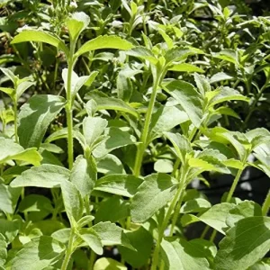 Stevia Seeds 200 Pcs Herb Seeds Non-GMO Sweetener Plant for Indoor Outdoor Gardens Green - Image 4