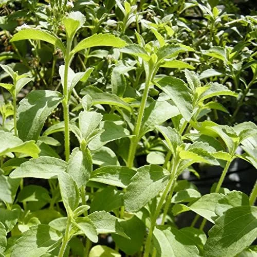 Stevia Seeds 200 Pcs Herb Seeds Non-GMO Sweetener Plant for Indoor Outdoor Gardens Green - Image 4