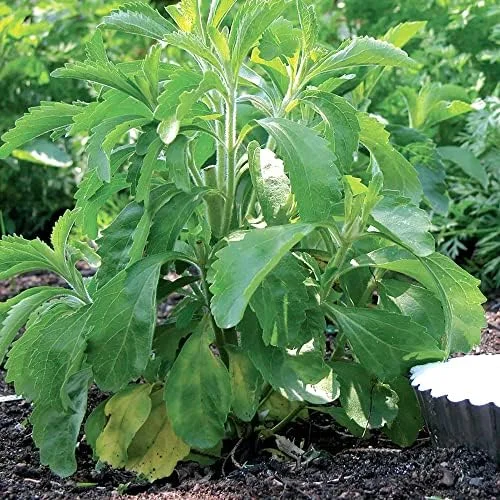 Stevia Seeds 200 Pcs Herb Seeds Non-GMO Sweetener Plant for Indoor Outdoor Gardens Green - Image 5