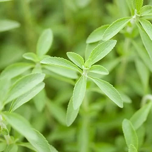 Stevia Seeds 200 Pcs Herb Seeds Non-GMO Sweetener Plant for Indoor Outdoor Gardens Green - Image 6