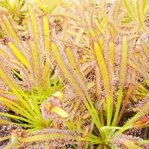 Alternative view of Sundew Seeds Drosera Carnivorous Plant Seeds - 30 Pcs Green Ornamental Indoor Outdoor Insect Trapping