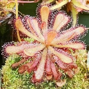 Sundew Seeds Drosera Carnivorous Plant Seeds - 30 Pcs Green Ornamental Indoor Outdoor Insect Trapping - Image 3