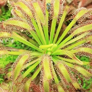 Sundew Seeds Drosera Carnivorous Plant Seeds - 30 Pcs Green Ornamental Indoor Outdoor Insect Trapping - Image 4