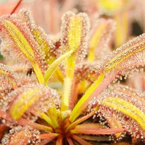 Sundew Seeds Drosera Carnivorous Plant Seeds - 30 Pcs Green Ornamental Indoor Outdoor Insect Trapping - Image 5