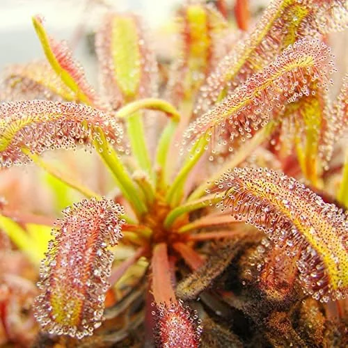Sundew Seeds Drosera Carnivorous Plant Seeds - 30 Pcs Green Ornamental Indoor Outdoor Insect Trapping - Image 6