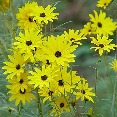 Sunflower Seeds Perennial Yellow Flower Seeds 100 Count Organic for Pollinator Gardens & Cut Flowers - Image 2