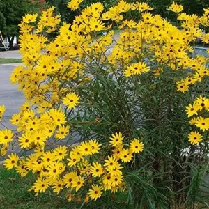 Sunflower Seeds Perennial Yellow Flower Seeds 100 Count Organic for Pollinator Gardens & Cut Flowers - Image 3