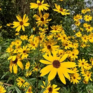 Sunflower Seeds Perennial Yellow Flower Seeds 100 Count Organic for Pollinator Gardens & Cut Flowers - Image 4