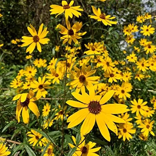 Sunflower Seeds Perennial Yellow Flower Seeds 100 Count Organic for Pollinator Gardens & Cut Flowers - Image 4