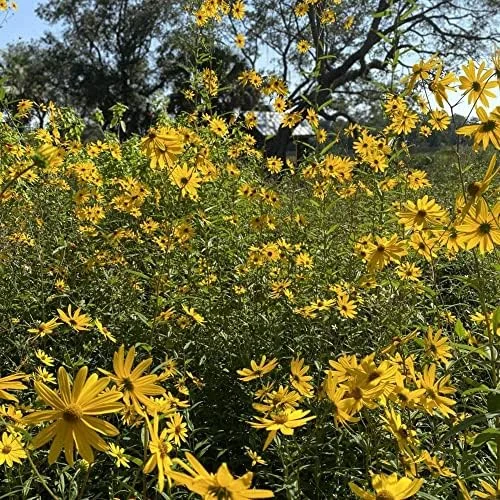 Sunflower Seeds Perennial Yellow Flower Seeds 100 Count Organic for Pollinator Gardens & Cut Flowers - Image 5