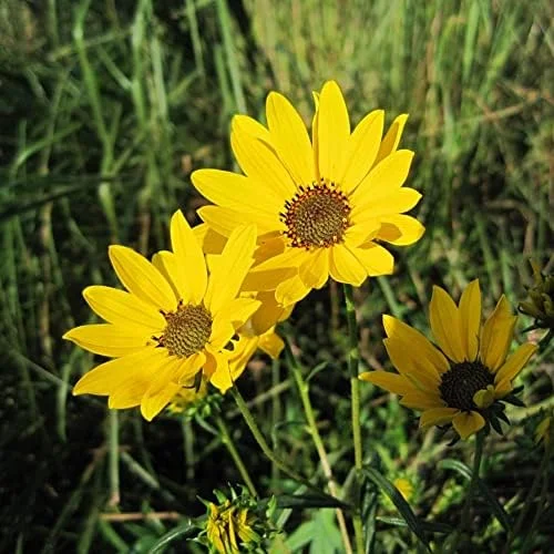 Sunflower Seeds Perennial Yellow Flower Seeds 100 Count Organic for Pollinator Gardens & Cut Flowers - Image 6