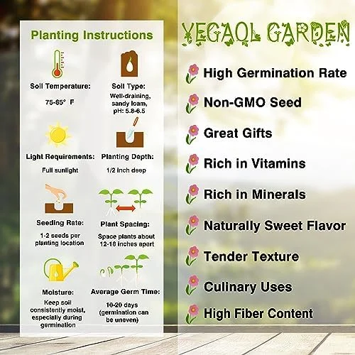 Sweet Potato Seeds Non-GMO Vegetable Seeds for Home Garden 50 Count Orange - Image 2