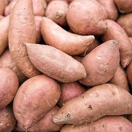 Sweet Potato Seeds Non-GMO Vegetable Seeds for Home Garden 50 Count Orange - Image 5
