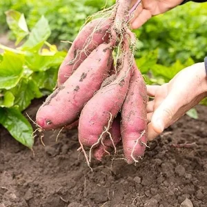 Sweet Potato Seeds Non-GMO Vegetable Seeds for Home Garden 50 Count Orange - Image 6