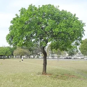 Alternative view of Sycamore Tree Seeds 25Pcs - Fast Growing, Wind Resistant, Outdoor Planting, Green