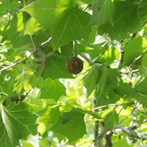 Sycamore Tree Seeds 25Pcs - Fast Growing, Wind Resistant, Outdoor Planting, Green - Image 4