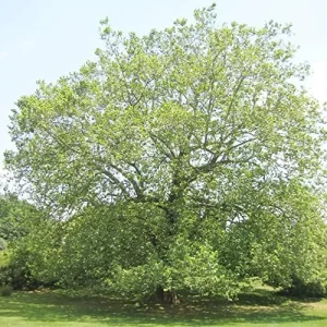 Sycamore Tree Seeds 25Pcs - Fast Growing, Wind Resistant, Outdoor Planting, Green - Image 5