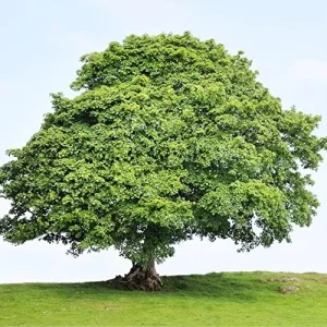 Sycamore Tree Seeds 25Pcs - Fast Growing, Wind Resistant, Outdoor Planting, Green - Image 6