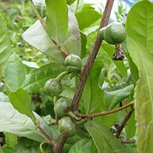 Tea Plant Seeds Camellia sinensis 25 Count Green Full Sun Moderate Watering