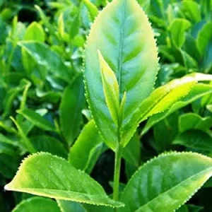 Alternative view of Tea Plant Seeds Camellia sinensis 25 Count Green Full Sun Moderate Watering