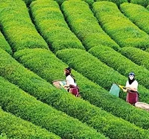 Tea Plant Seeds Camellia sinensis 25 Count Green Full Sun Moderate Watering - Image 4