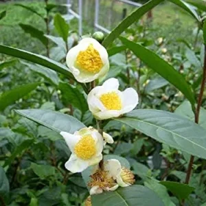 Tea Plant Seeds Camellia sinensis 25 Count Green Full Sun Moderate Watering - Image 6