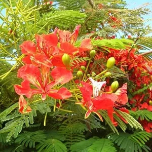 Tropical Flamboyant Tree Seeds Delonix Regia Royal Poinciana Red 50 Pcs for Outdoor Parks & Gardens