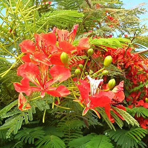 Tropical Flamboyant Tree Seeds Delonix Regia Royal Poinciana Red 50 Pcs for Outdoor Parks & Gardens