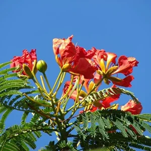 Alternative view of Tropical Flamboyant Tree Seeds Delonix Regia Royal Poinciana Red 50 Pcs for Outdoor Parks & Gardens