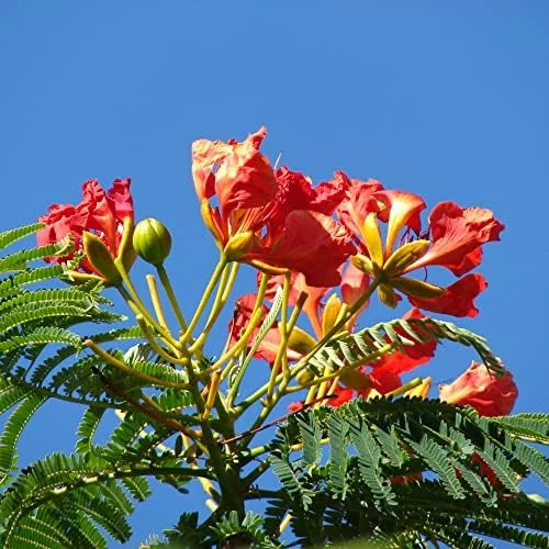 Tropical Flamboyant Tree Seeds Delonix Regia Royal Poinciana Red 50 Pcs for Outdoor Parks & Gardens - Image 2