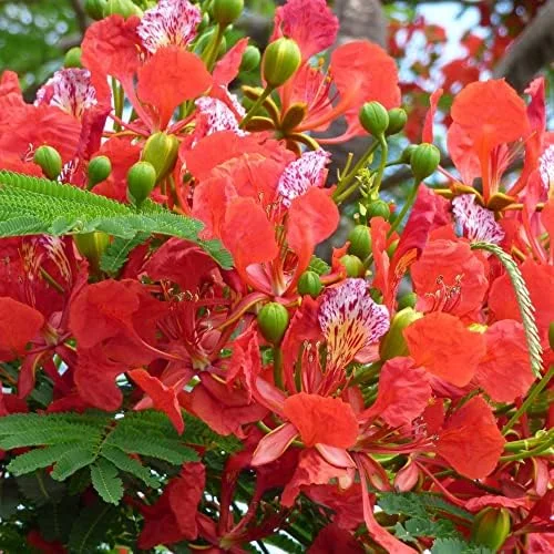 Tropical Flamboyant Tree Seeds Delonix Regia Royal Poinciana Red 50 Pcs for Outdoor Parks & Gardens - Image 3