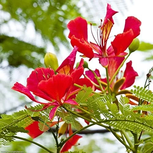 Tropical Flamboyant Tree Seeds Delonix Regia Royal Poinciana Red 50 Pcs for Outdoor Parks & Gardens - Image 4