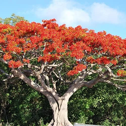 Tropical Flamboyant Tree Seeds Delonix Regia Royal Poinciana Red 50 Pcs for Outdoor Parks & Gardens - Image 5