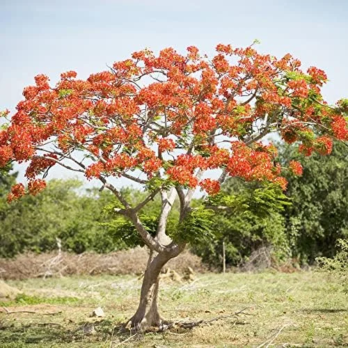 Tropical Flamboyant Tree Seeds Delonix Regia Royal Poinciana Red 50 Pcs for Outdoor Parks & Gardens - Image 6